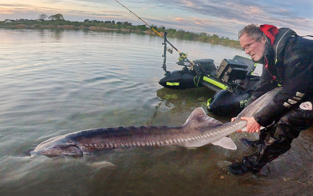 Jens Bursell med sin næsten 70 kilo tunge beluga taget på livecast.