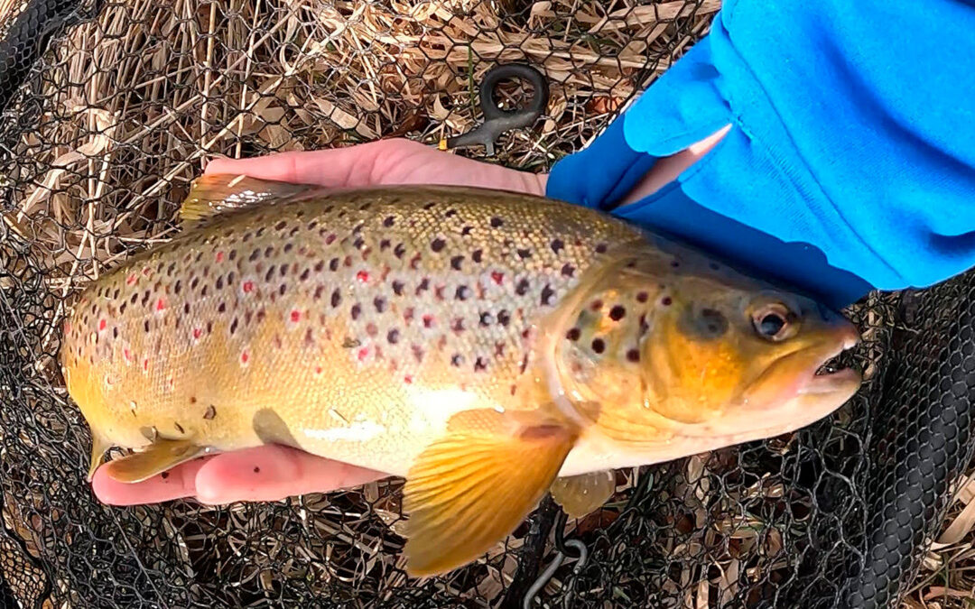 Emils smukke bækørred huggede på en Petite Gravity Crank