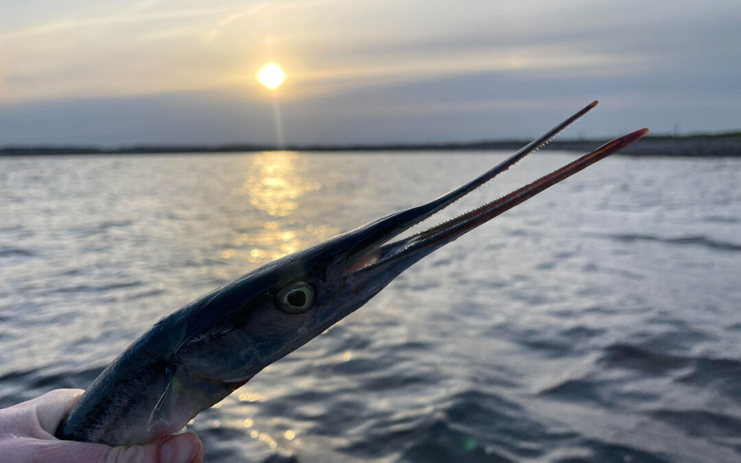 Så er hornfiskene kommet