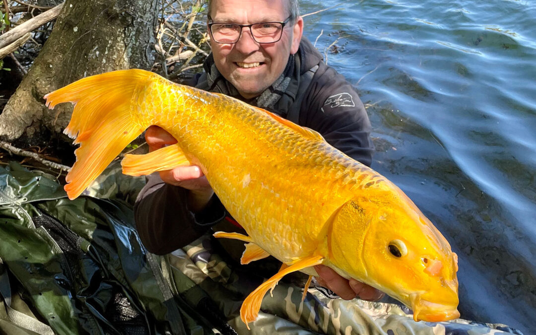 Jesper Larsen med sin flotte komet - eller butterfly koi