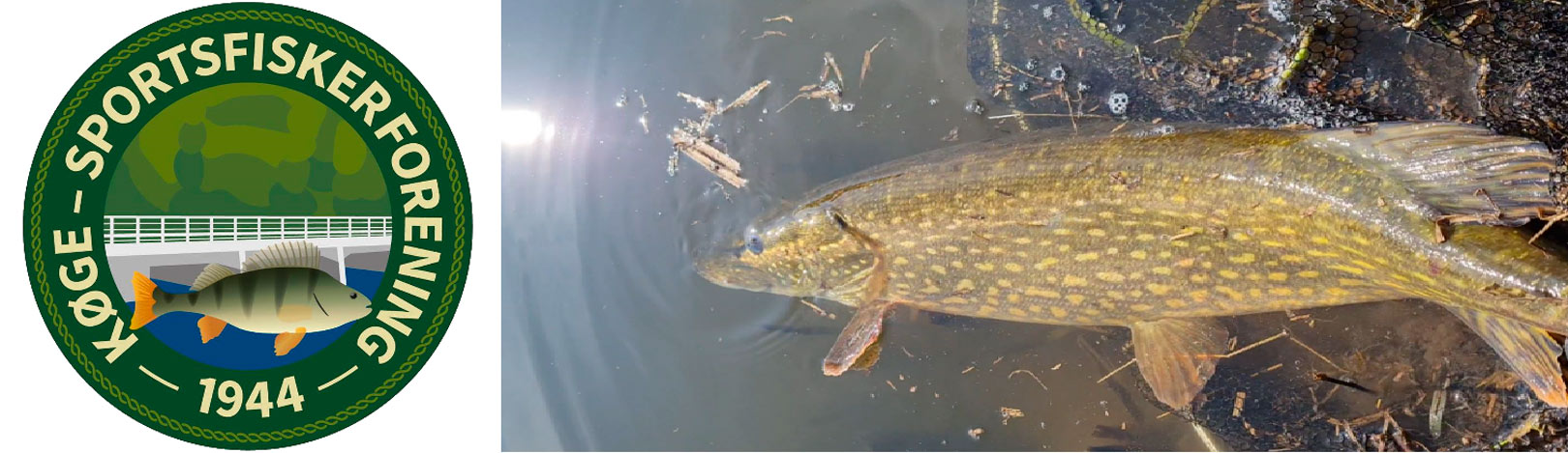 Geddekonkurrencen ved Tryggevælde Å er ren catch and release.