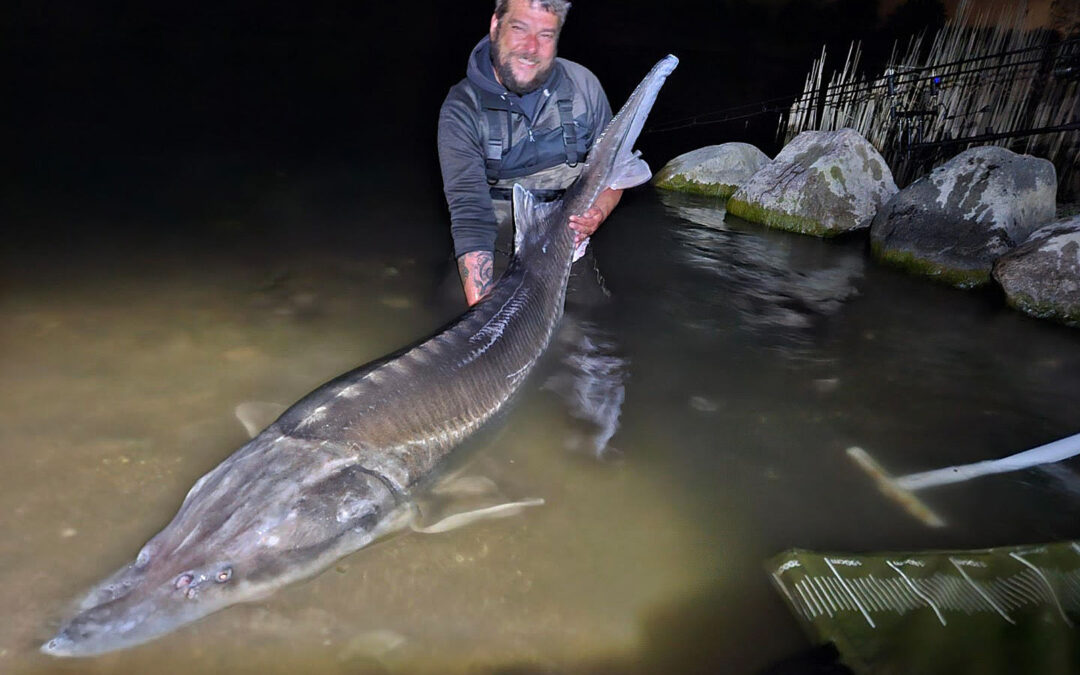 Rasmus Andersen med sin potentielle danmarksrekord på beluga fra Nordvestsjællands Fiskepark