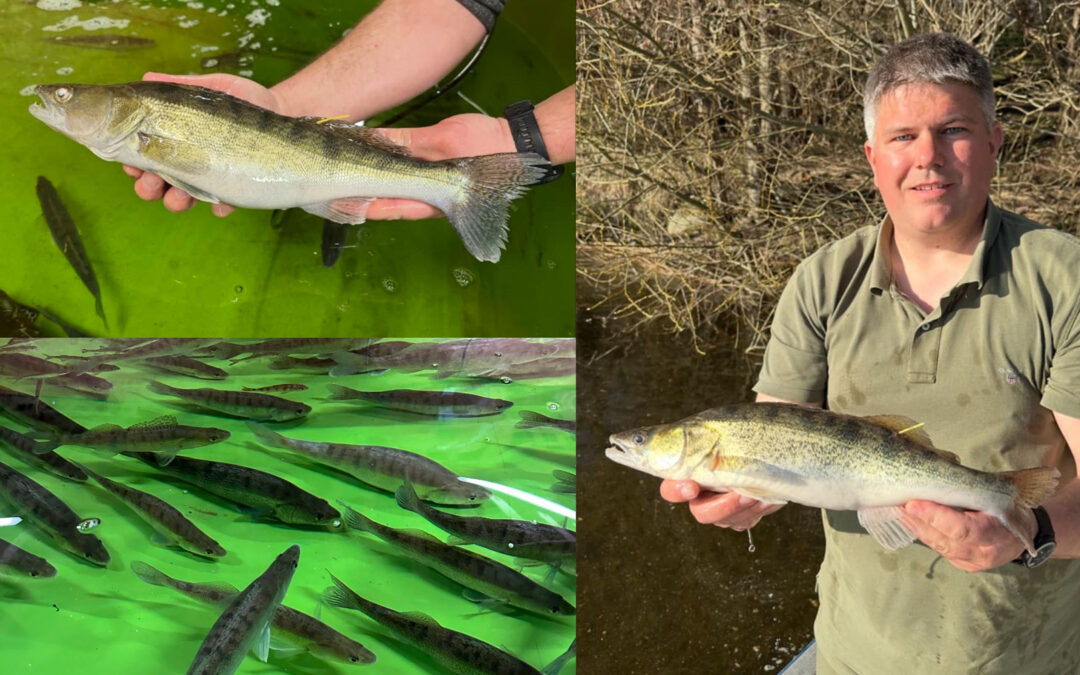 Sandart opfodres nu til udsætning i Haraldsted Sø