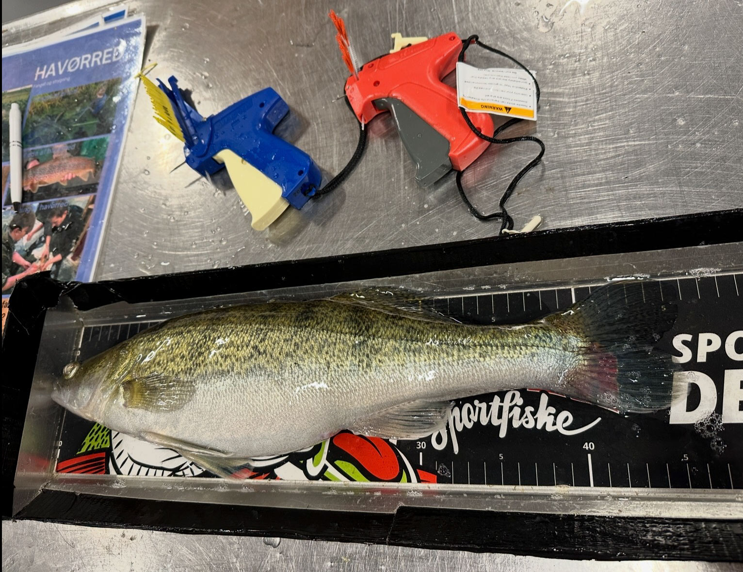 Sandarterne der er opfodret til udsætning mærkes med floytags betalt af Ringsted SF.