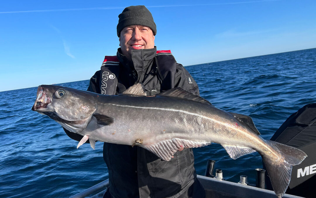 En flot sej fra Nordsøen med Sally fra Fishingbeyond.