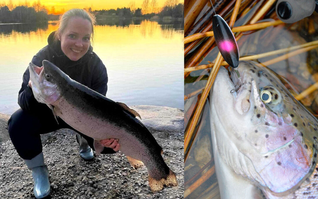 Forår i putten - her en flotte fisk fra Simons Put and Take