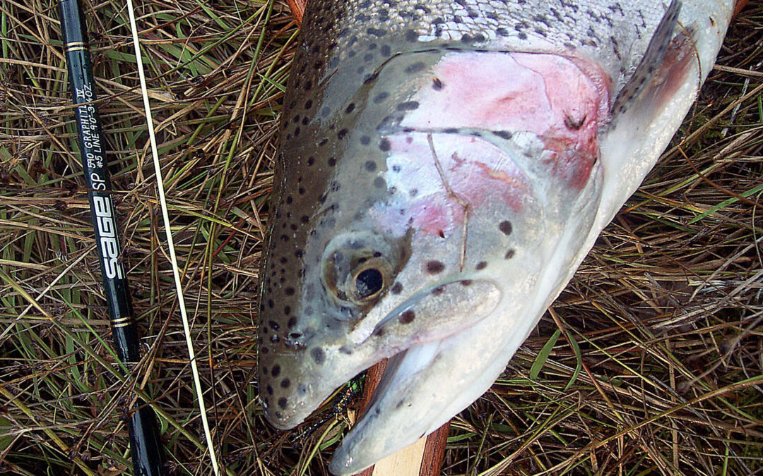 Skærtorsdag afholder Sport Dres hyggekonkurrence i Søllerød Fiskepark