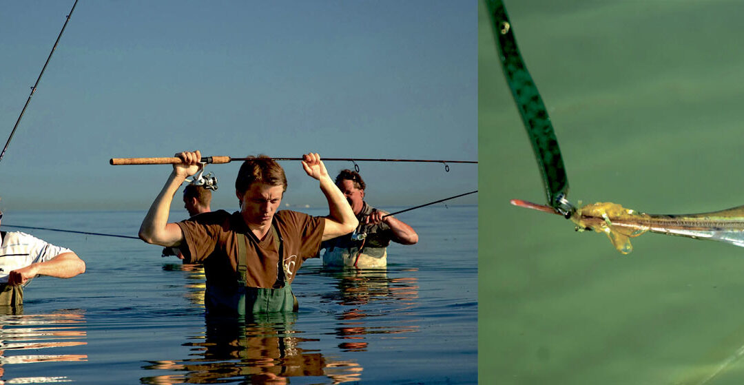 Dragør Sydstrand er en skøn plads til hornfisk her i maj måned, især med det lette grej. Det kræver dog at man ikke er bange for at vade…