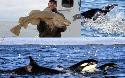 NORGE: STORTORSK, SEJBONBANZA OG SPÆKHUGGERE