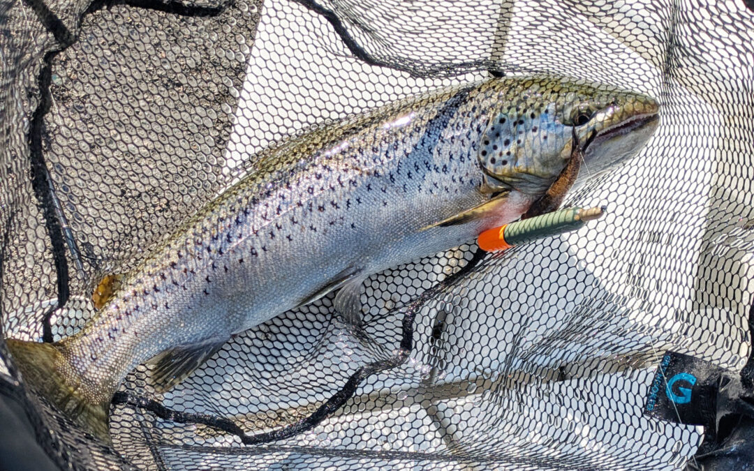 Denne flotte havørred til Christian Preetzmann huggede på en kutling fisket under et flåd.