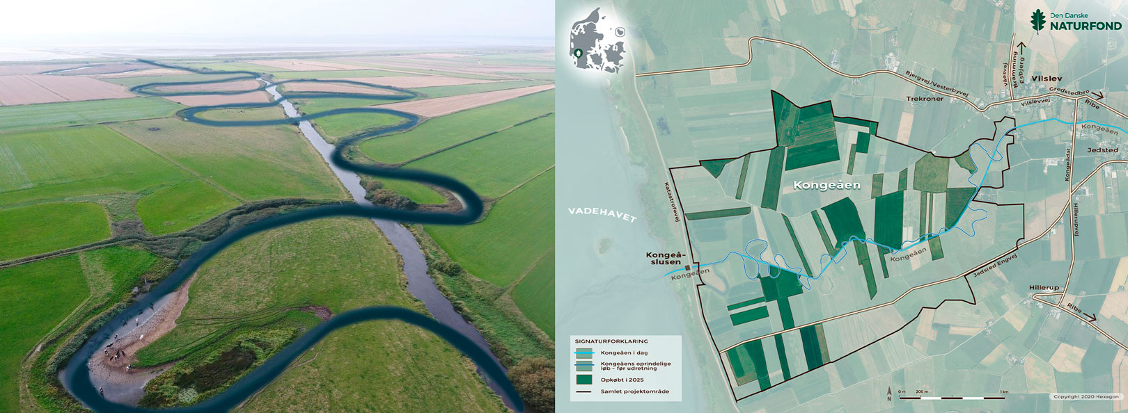 Kongeåen er i dag en udrettet snorlige kanal ud mod Vadehavet, men en dag kan Kongeåen igen bugte sig ud mod Vadehavet. Genopretning af Kongeåens naturlige slyngninger er en af de vigtigste dele af naturprojektet. Visualisering på foto af Esbjerg Kommune. De første 230 ha af de knap 800 ha af projektområdet ved Kongeåen er nu sikret til natur efter en jordfordeling med lodsejerne.