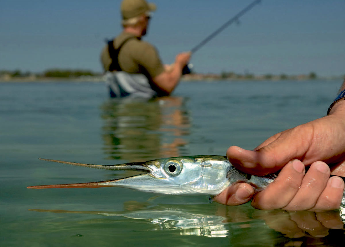 Hornfisken - havstokkens balletdanser - er et studie i skønhed.