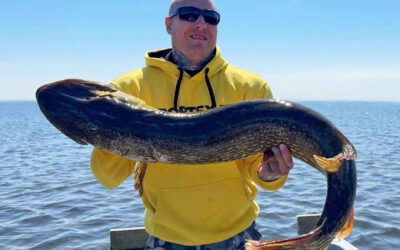 133 CM: NY POTENTIEL LÆNGDEREKORD FOR DANSK GEDDE