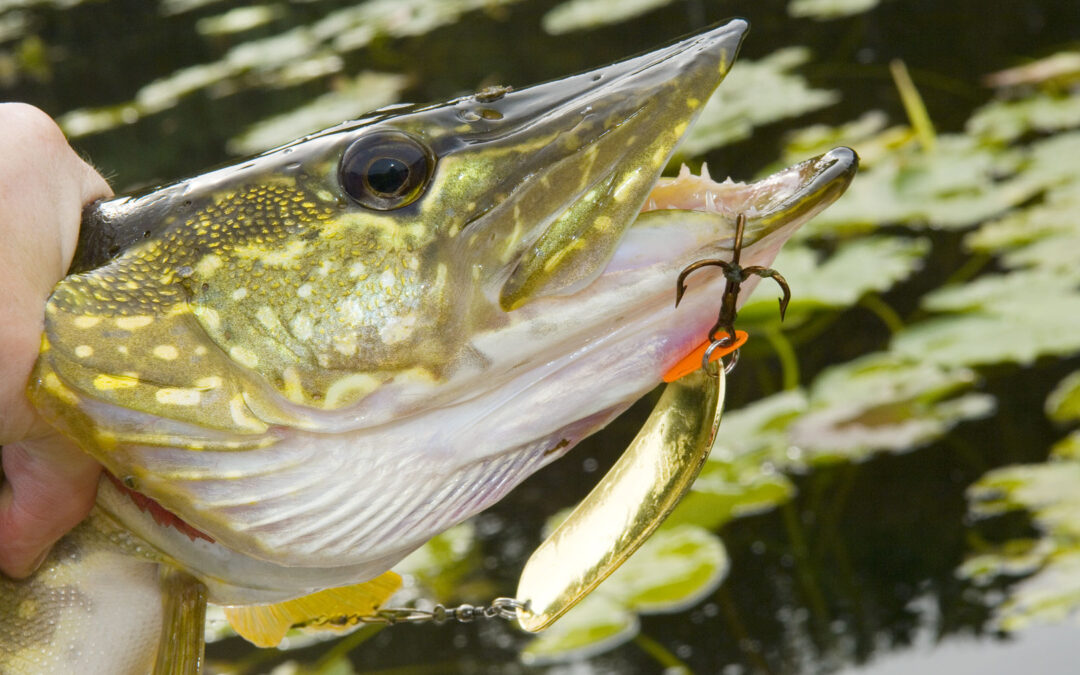 Tips til geddepremieren