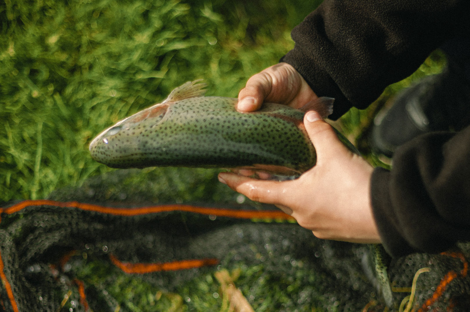 Det er fine regnbueørreder som denne, du kan fange til fiskeeventet i Fyelmose Put and Take.