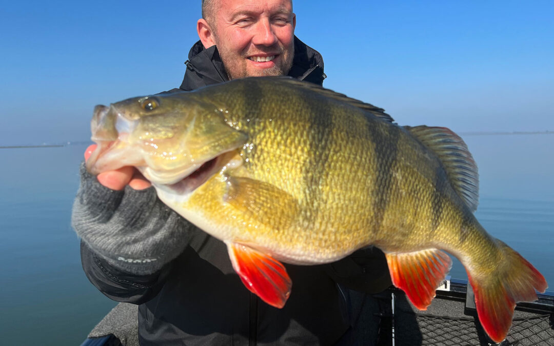Lars Rytter med sin massive aborre fra Holland