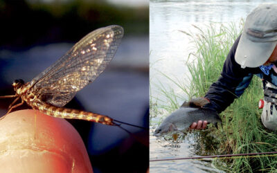 LAPLAND: I STALLINGFISKERENS PARADIS