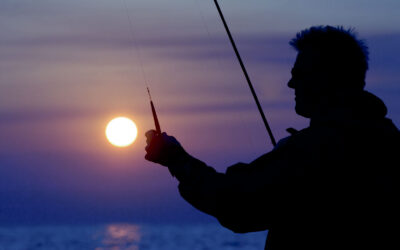 HAVØRRED – LYSE NÆTTER PÅ KYSTEN