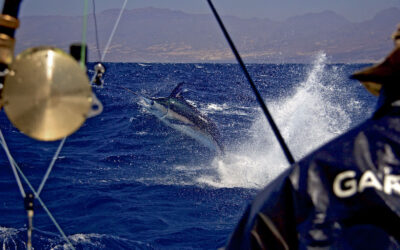 SKIBSDRENG PÅ FULD TID – VERDENS VILDESTE MARLIN FISKERI
