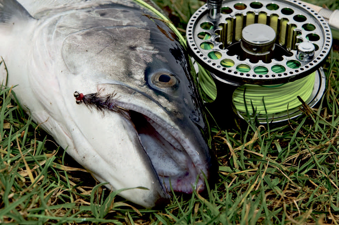 Mange tror at Møn kun er et stedfor spinnefiskere, men intet kan være mere forkert. Fisker du på den rette måde kan du på mange pladser fange mindst lige så meget – eller mere på flue. Denne fisk lod sig overliste af en Polar Magnus.