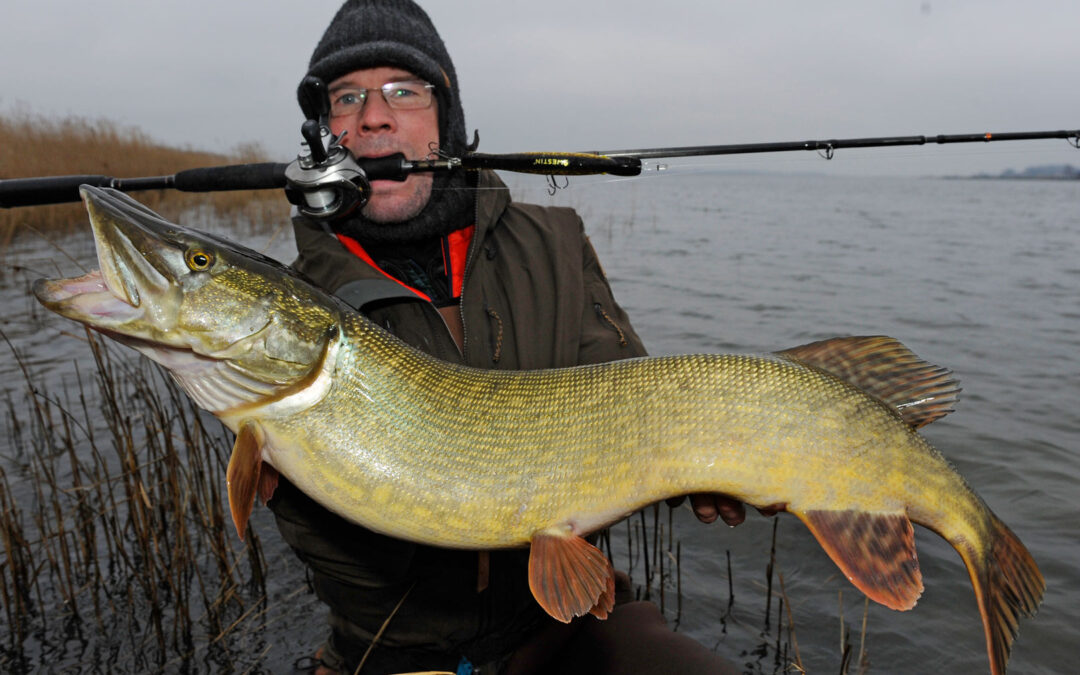 Jens Bursell med en fin brakvandsgedder fra Præstø Fjord.