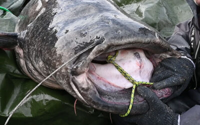 TYSK POLITI SKYDER MALLE EFTER ANGREB PÅ BADEGÆSTER