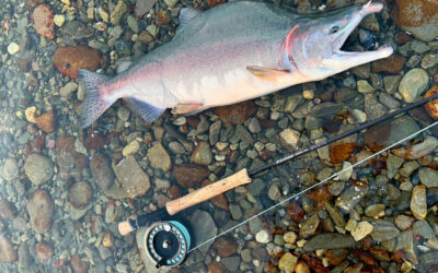 PUKKELLAKS I DANMARK I 2025?