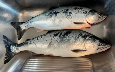 TO BLANKE PUKKELLAKS FANGET PÅ SJÆLLANDS NORDKYST