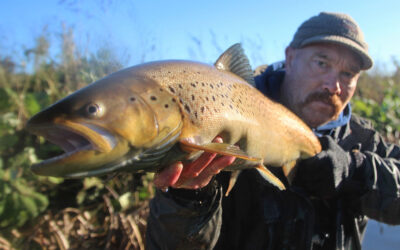 FLERE FISK & MERE FRIVILLIGHED – BANDELEDER SKAL SKAFFE FLERE ØRREDER
