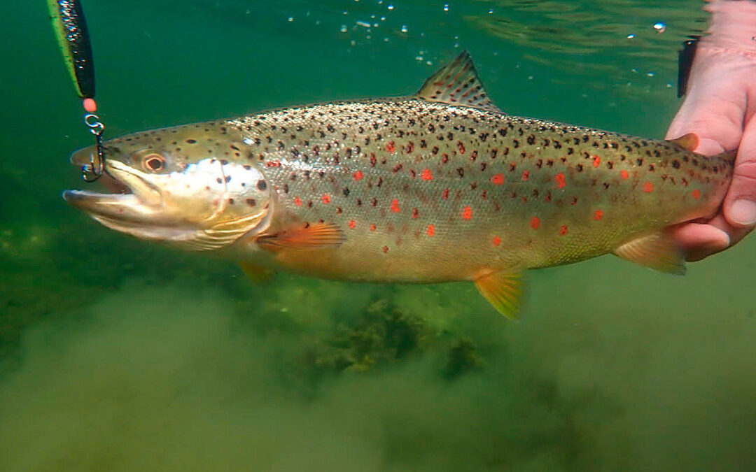 Jesper Jensen med sin smukke ørred fra Roskilde Fjord.