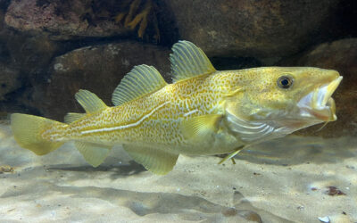 BESKYTTET HAV 400 GANGE MERE VÆRD UDEN BUNDTRAWL