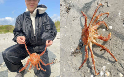 WESTIN CUP 2025: TROLDKRABBE PÅ SKRUBBETUREN – EN NY ART PÅ ”FISKE-CV´ET”