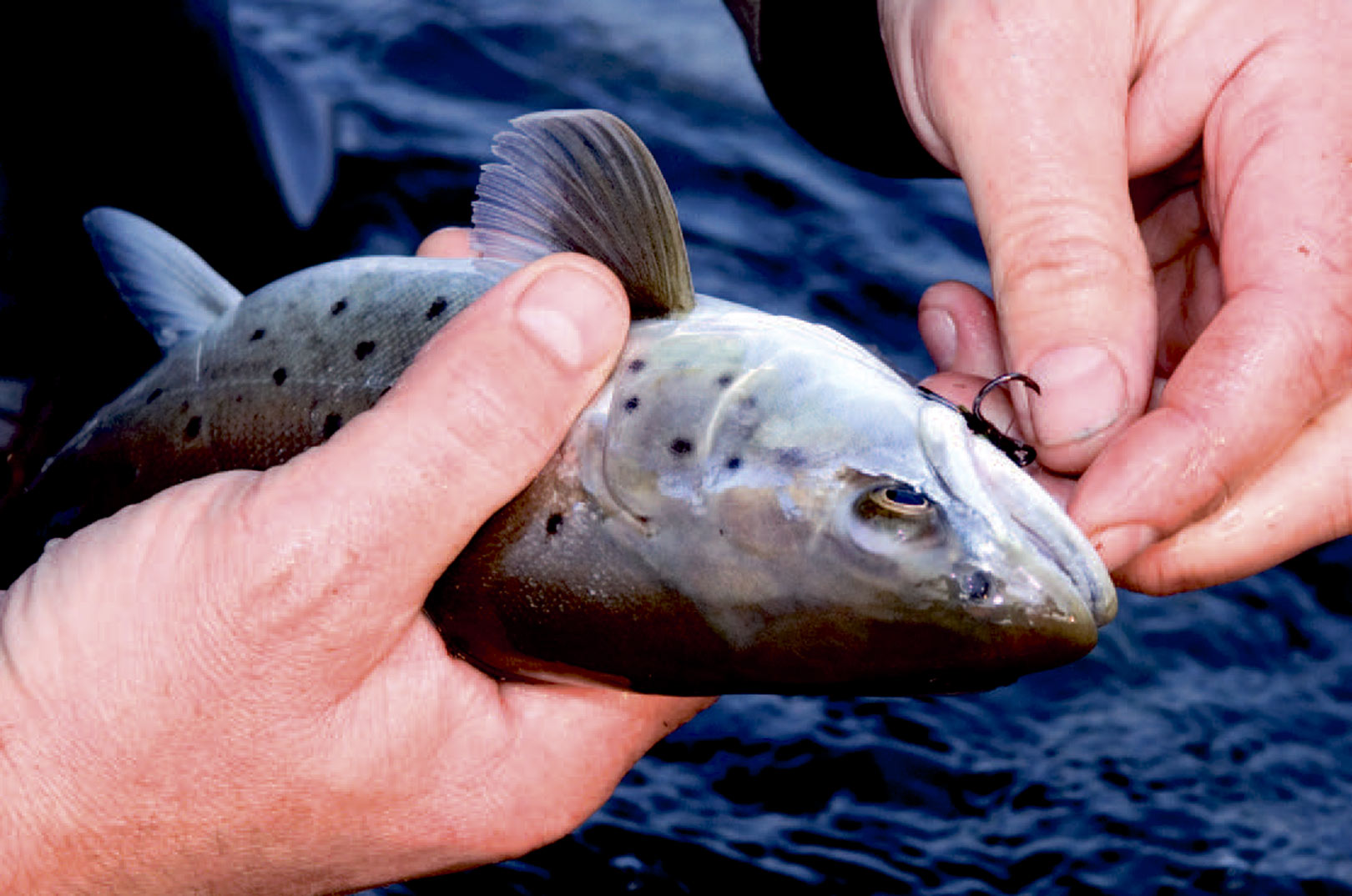 En fin lille havørred bliverforsigtigt afkroget, inden den ryger retur