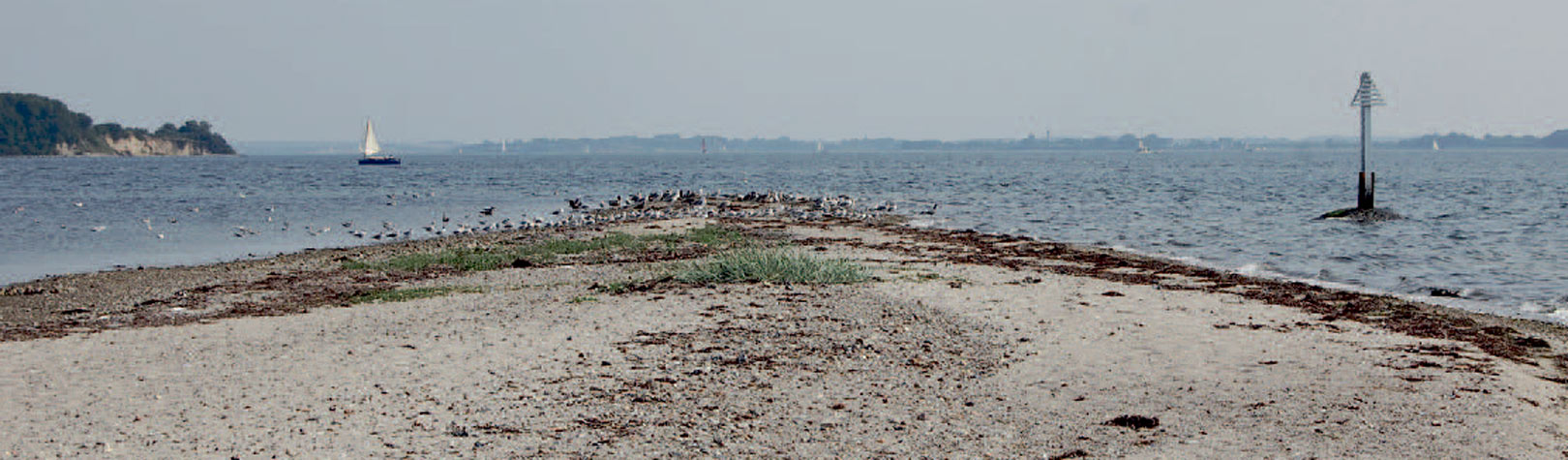 Kohage er en sikker plads– og især stedet lige omkring bøjen, der ses til højre for spidsen, er et hot-spot, som giver mange gode fisk.