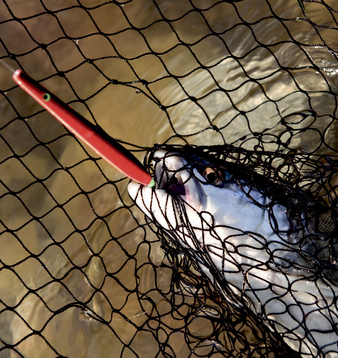 Rød/sorte blink som dette givergodt – især når vandet er uklart.