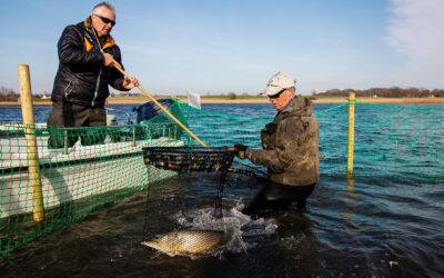 BANEBRYDENDE RESULTAT MED OPDRÆT AF BRAKVANDSGEDDER