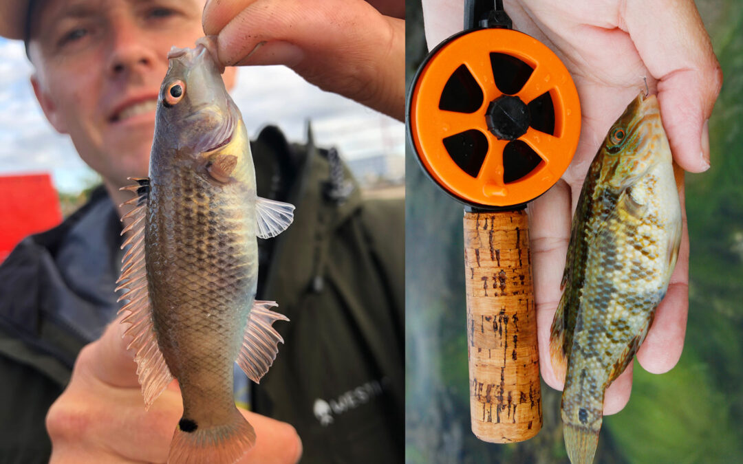 havkarusse og savgylte