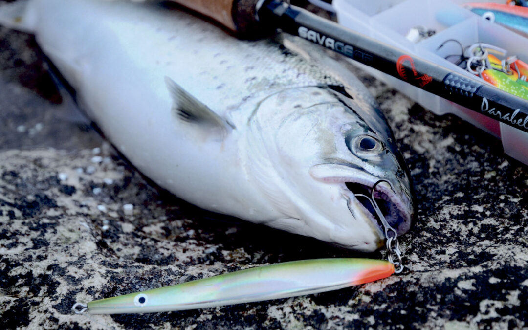Flensborg Fjord byder med sine mange fine kystpladser på gode chancer for en fin havørred som denne.
