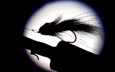 KYSTFLUER I MØRKET – HAVØRRED PÅ OVERFLADEN