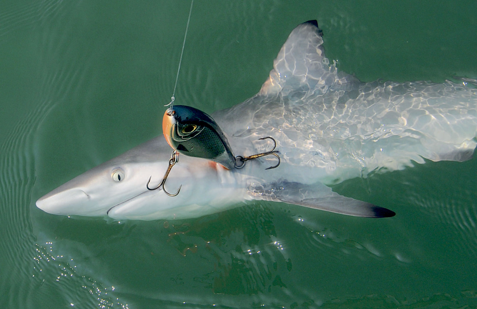 Blacktip shark på jerkbait