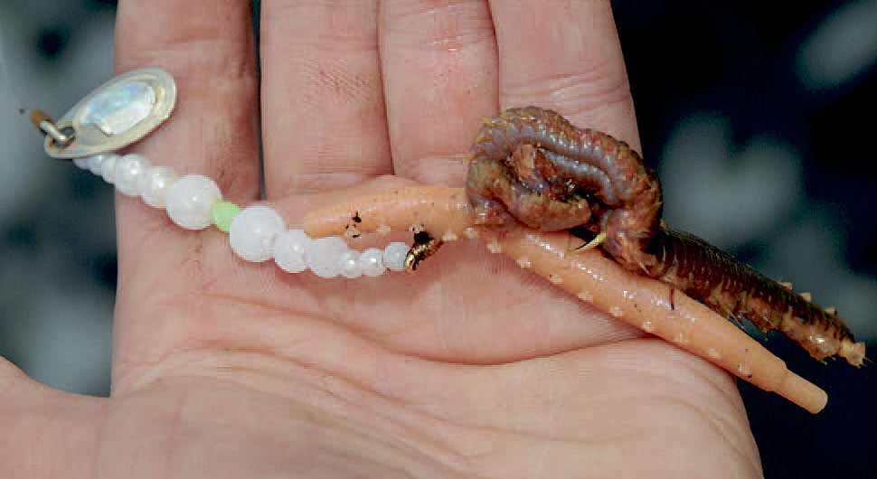 Orm på fladfisketakel