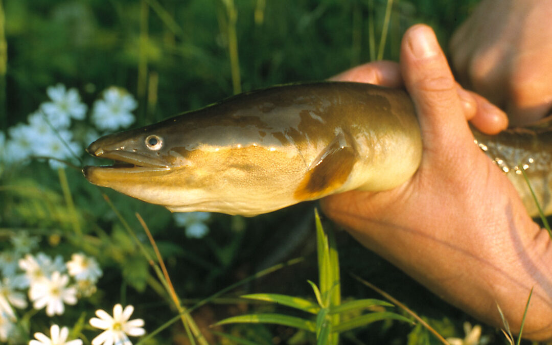 Udsætninger af åleyngel skal styrke den danske ålebestand