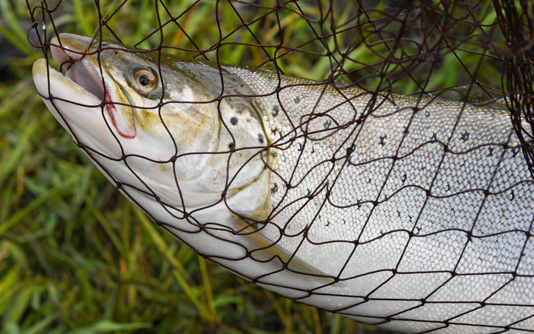havørred fra Gudenåen