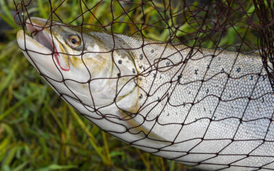 KOM TIL FISKEKONKURRENCE I GUDENÅEN