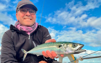 ØRESUND: MAKRELBONANZA VED HVEN