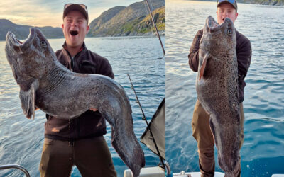 DAIWA OPEN 2025: GIGANT PLETTET HAVKAT FRA GRØNLAND