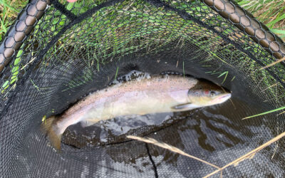 DAIWA OPEN 2025: LAKS I STORÅEN EFTER VARMESTOP