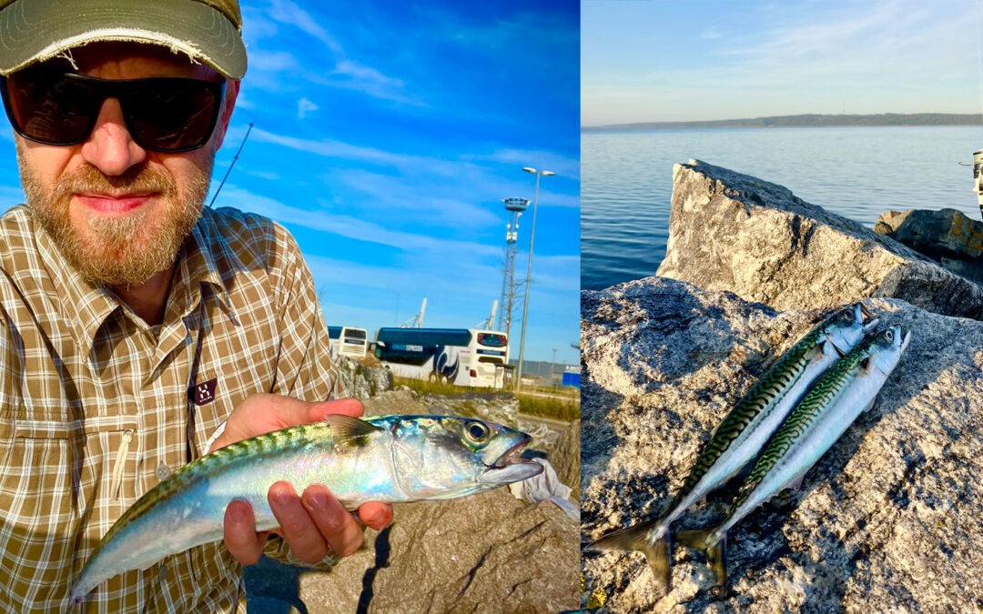 makrel fra Østmolen i Aarhus Havn