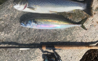 DAIWA CUP 2025: HAVØRREDER OG MAKRELLER MIDT PÅ DAGEN