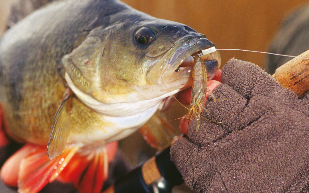 Projektet Rovfiskene Retur vil bla. redde brakvandsaborrerne.